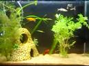 Aquário plantado, com guppys, molinesia, chupa pedra, 