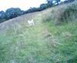Dog attack