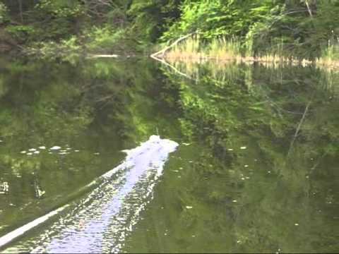 Watch RC Video: 'Speed Boat 2 Jamara jumping  roaring 1 may 08'