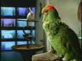 Superbowl Ad Preview