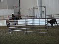 smart little hank, trained cutting, working cow horse, and reining champion. stud service available to outside mares. foals eligible for harvest gold futurity.