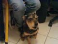 When my dog Spillo hears crying babies...he stars howling!