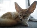 Fennec fox that emits mysterious sound Fennec fox that emits mysterious sound