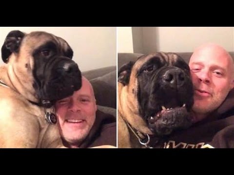 bullmastiff