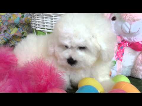 Bichon Frise Puppies
