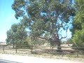 Road to Coorong