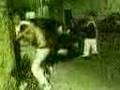 pelea callejera echeverria gdl 
