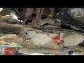 videos de mothers last wor to her son