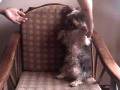 videos de Me puedo sentar ...