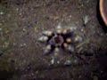 B . smithi eating