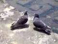 鳩のディープキス