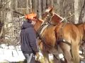 Fitzmorris Horse Logging