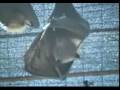 videos de KSPN2 Fruitbat Poaching on Rota