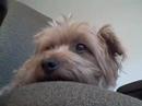 OH NO! MY DOG WILL TAKE OVER THE WORLD!!
