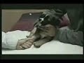 animales maltratados
