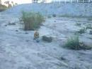 Soccer Dog Soccer Dog