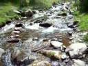 En Carls i el Segre - 2008