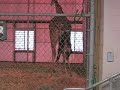Giraffe Birth - Ellen Trout Zoo, Lufkin Texas Giraffe Birth - Ellen Trout Zoo, Lufkin Texas