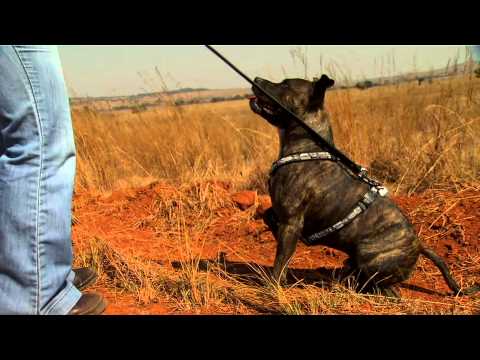 staffie