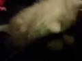 videos de kittens 177-iPhone-cell.3gp