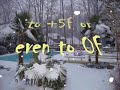 Trachycarpus Snow Palms.wmv