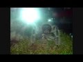videos de Lasiodora difficilis 2