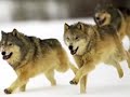 endangered wildlife endangered wildlife