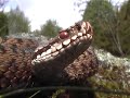 Europese adder