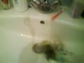 Douche perruches ondulées
