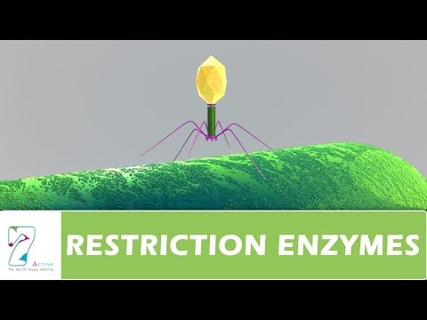 how to isolate enzymes from bacteria