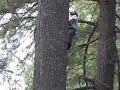 Seneca Pine Climb (part 3) Seneca Pine Climb (part 3)