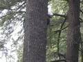 Seneca Pine Climb (part 3)