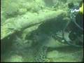 Brazilian Scuba Diving With Rays and Turtles