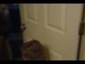videos de ellie bouncing, miles 