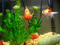 Red Parrot Fish Red Parrot Fish