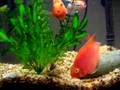 Red Parrot Fish