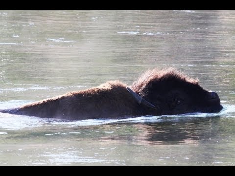bison