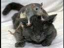FunnyAnimals 2 FunnyAnimals 2