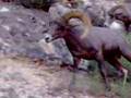 up close with big horned sheep