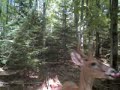 cuddeback game camera photos