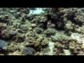 Diving Ras Abu Galum