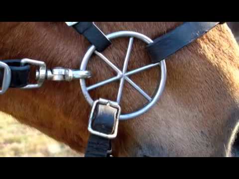how to fit lg bridle