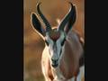 videos de Save The Endangered Springbok Emblem... 'Shosholoza & (Nkosi Sikelel'i Afrika)'