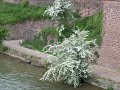 Heidelberg - Herr der Ringe?