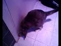 Cat Somersault