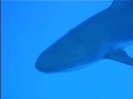 Sharks in Bahamas Sharks in Bahamas