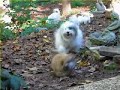Coton de Tulear Puppies - Day in the Life