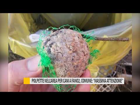 Polpette nell’area per cani a Fano 2, comune: “Massima attenzione” – VIDEO item-thumbnail