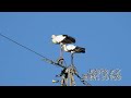 鳴門コウノトリ 2026/10/03 撮影 成長記録 徳島県鳴門市