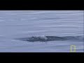When Humans Disappear